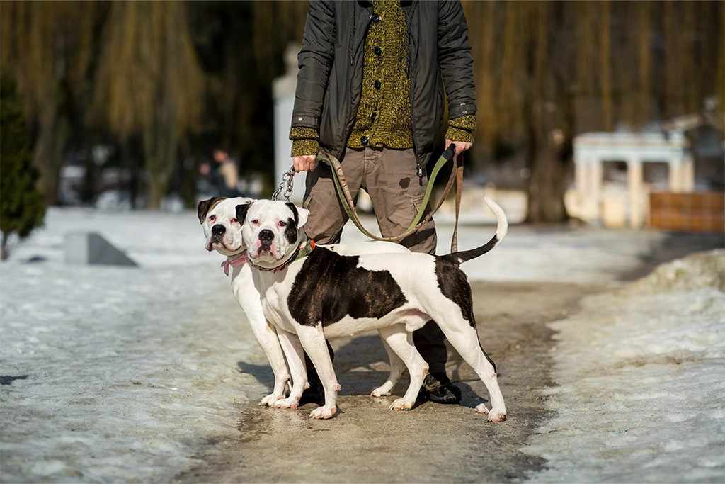 Dog Walking Services