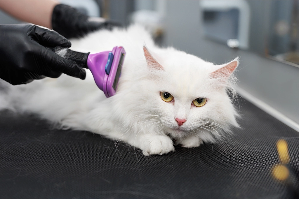 Pet Grooming