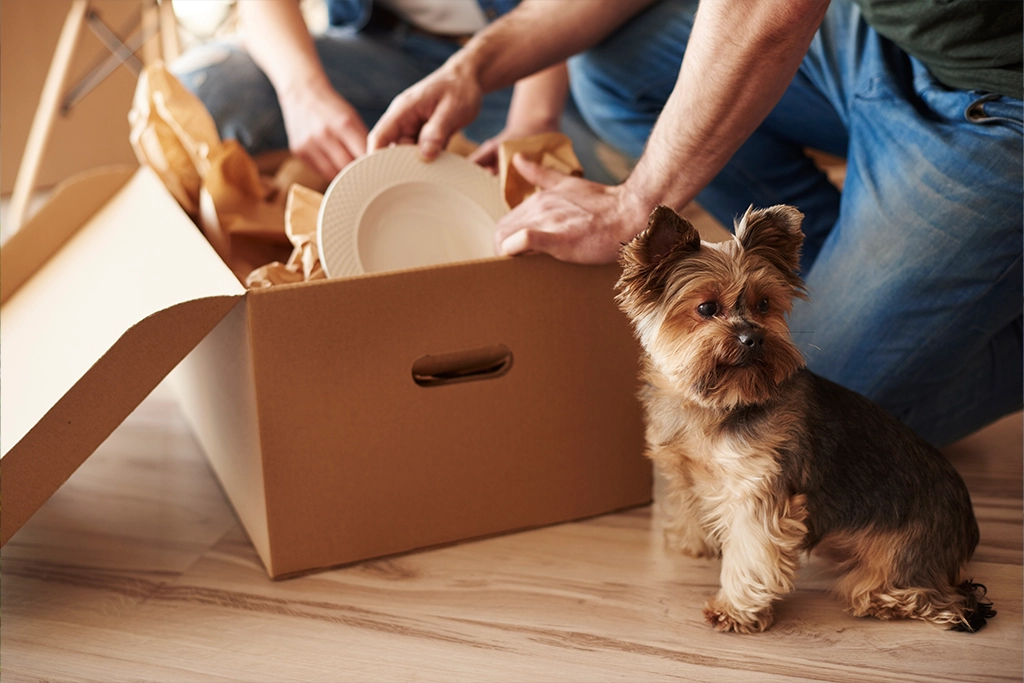 Pet Supplies Delivery