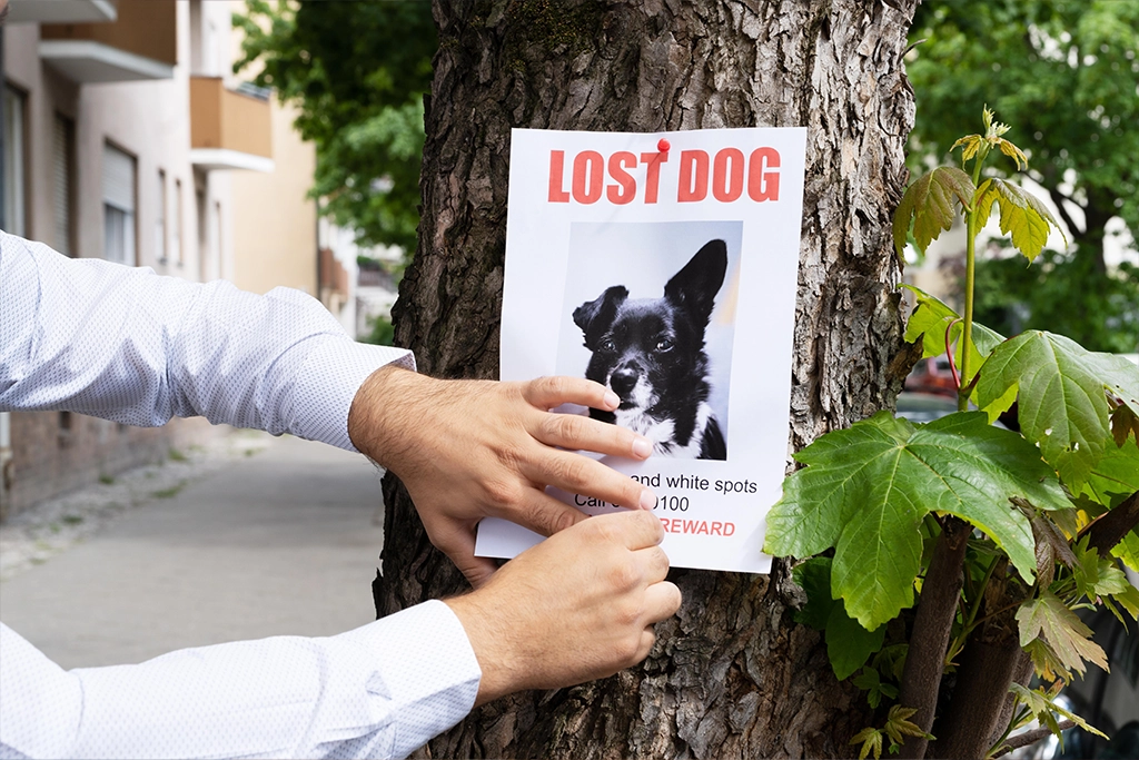 Lost and found